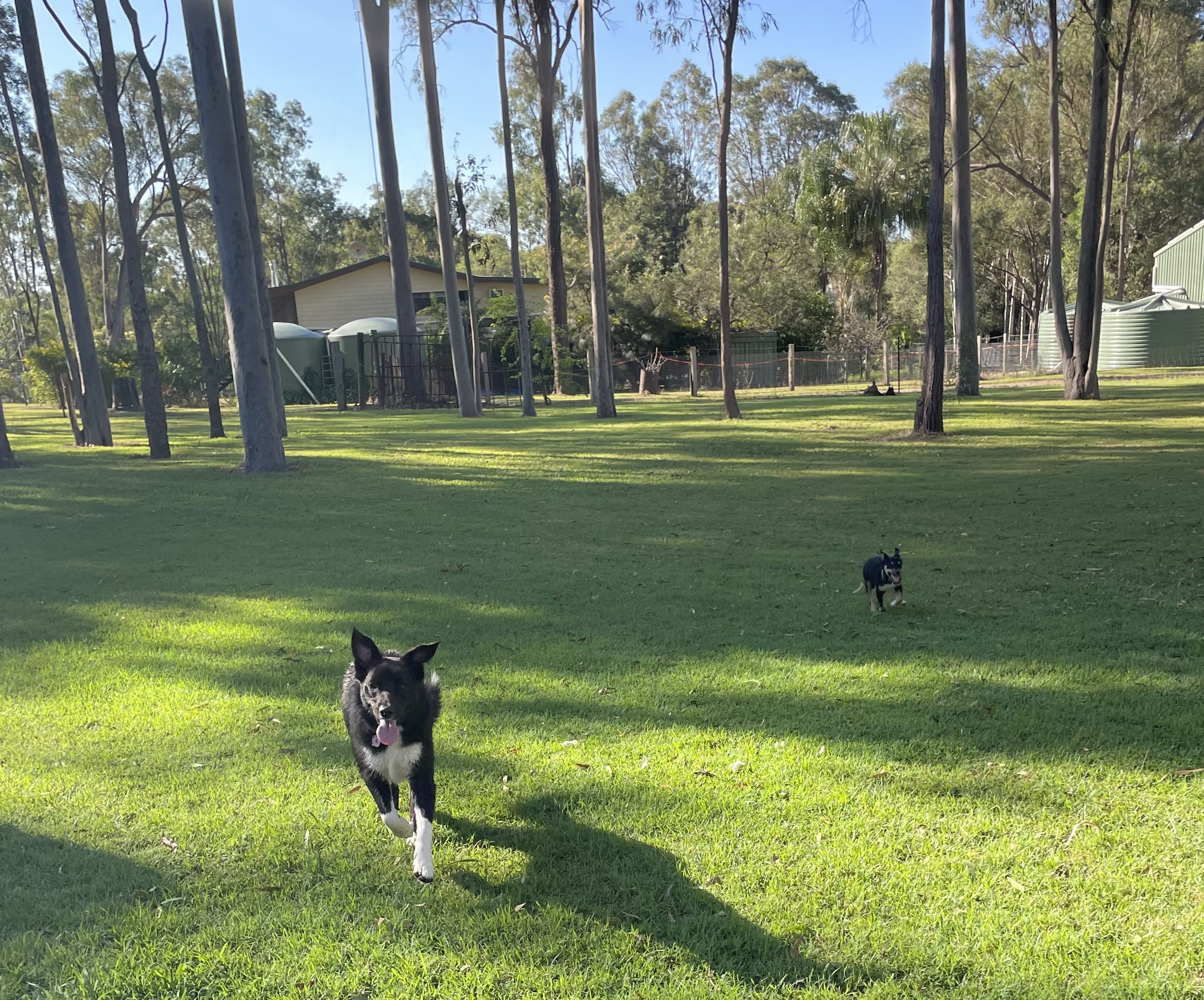 ECHO AND SHADOW RUNNING TOGETHER