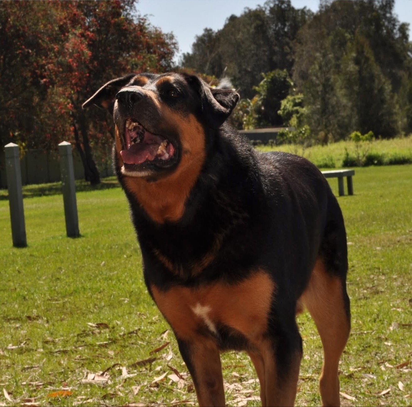 Majestic