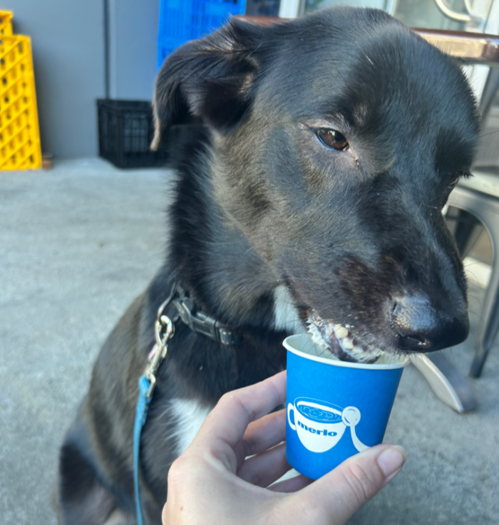PUP CUP-1
