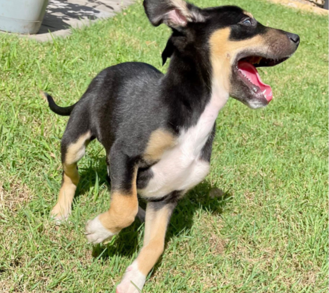 ZOOMIES-1