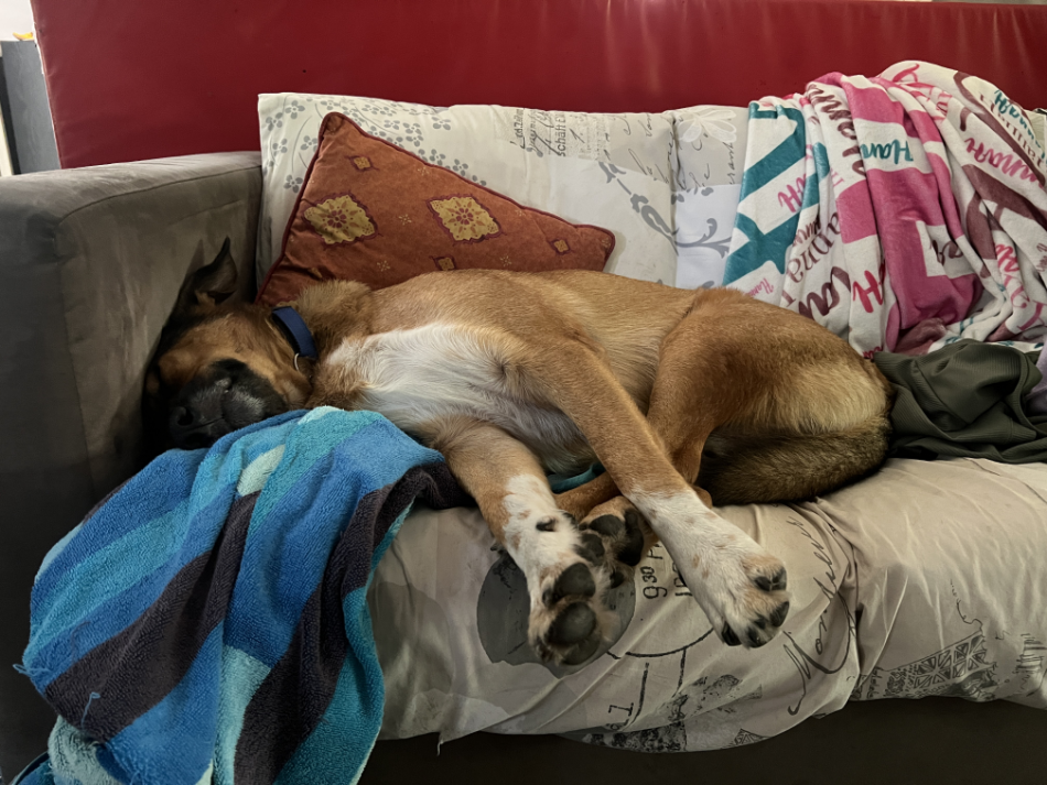 leo snoozing